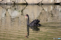 お濠の黒鳥