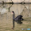 お濠の黒鳥