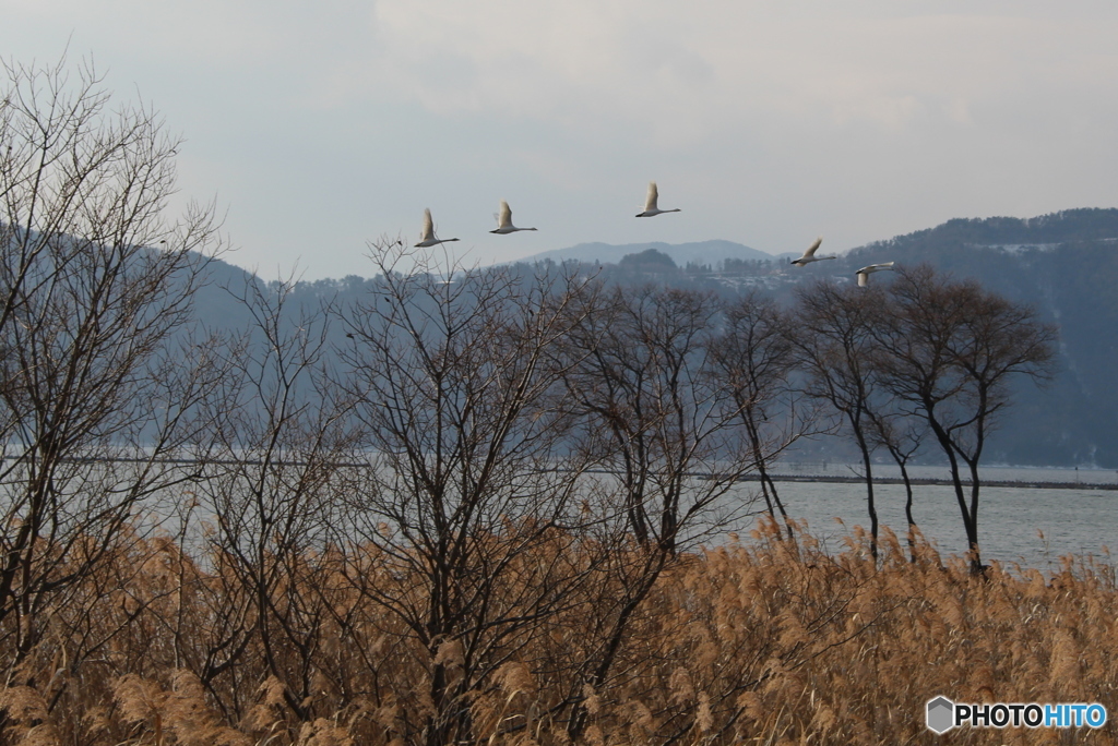 奥琵琶湖の安らぎ