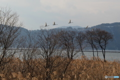 奥琵琶湖の安らぎ