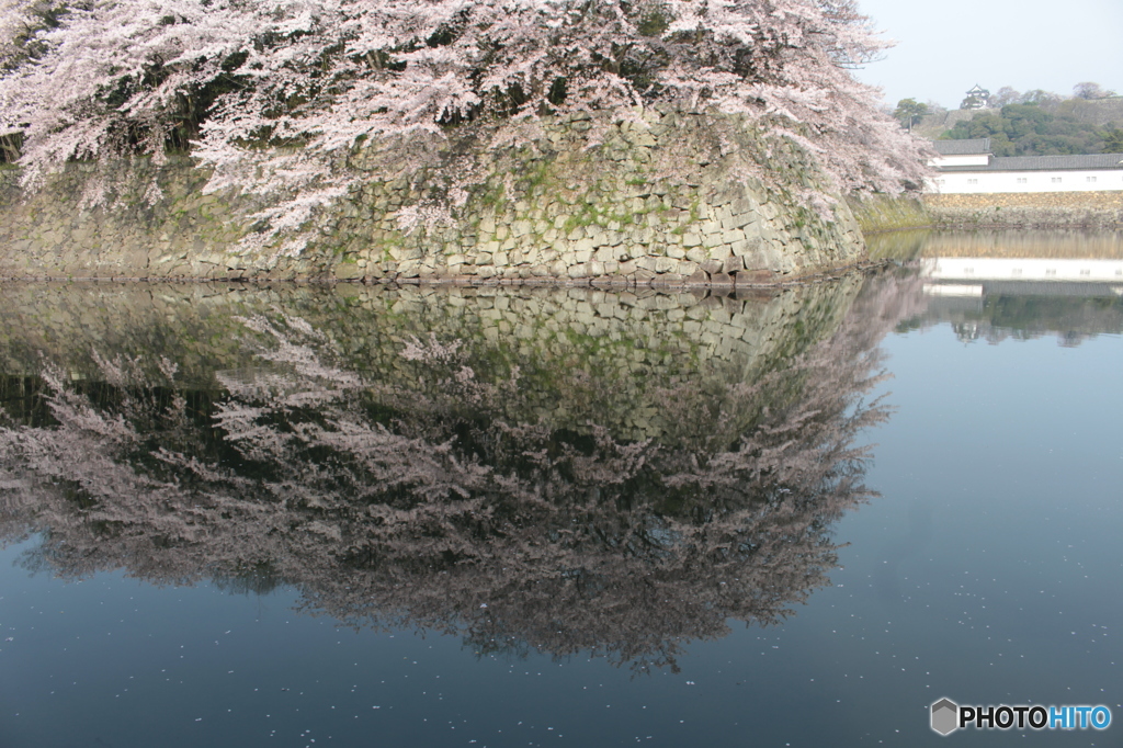 彦根城の桜別アングル