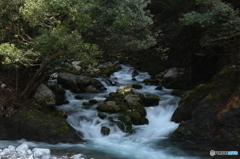 芹川の清流