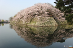 彦根城桜