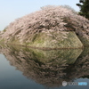 彦根城桜