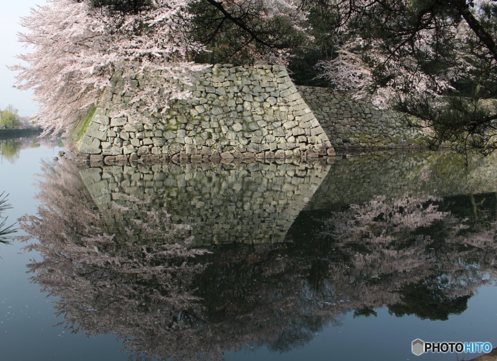 彦根城の桜別アングル２