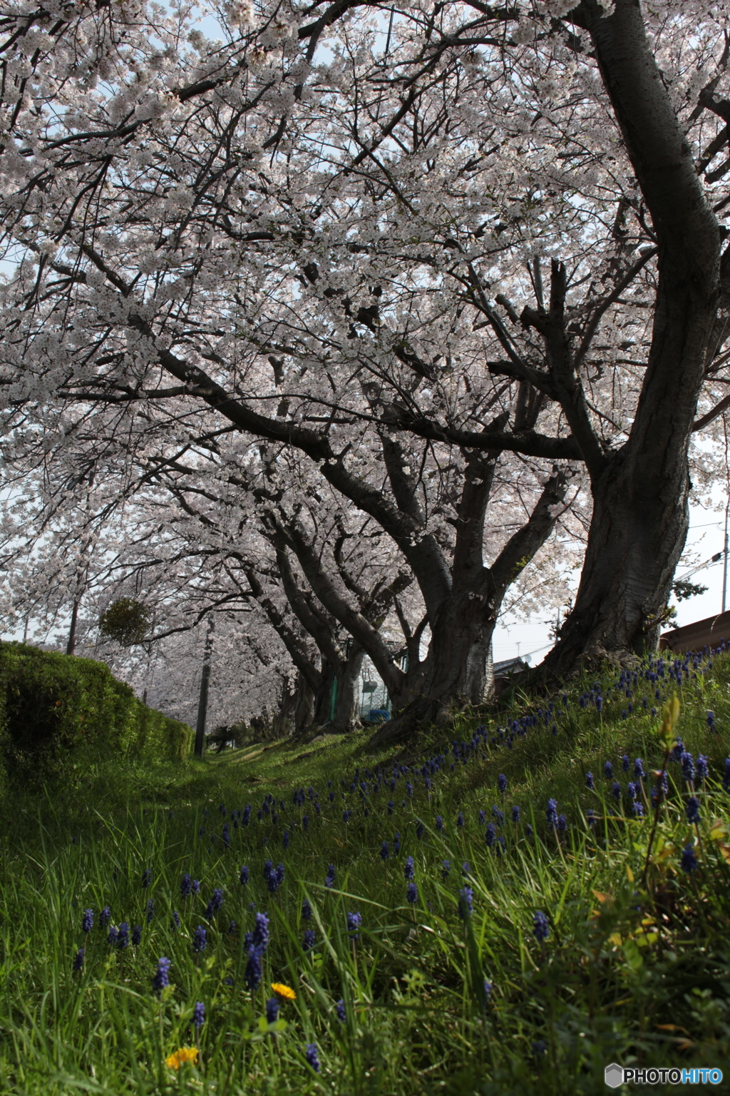 彦根港駐車場の桜