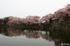 彦根城外濠の桜２