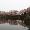彦根城外濠の桜２