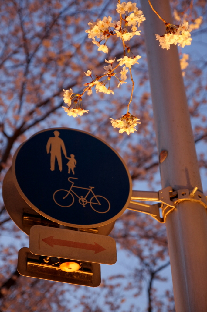 桜路