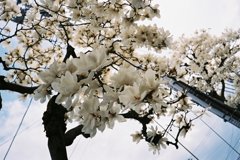 Magnolia