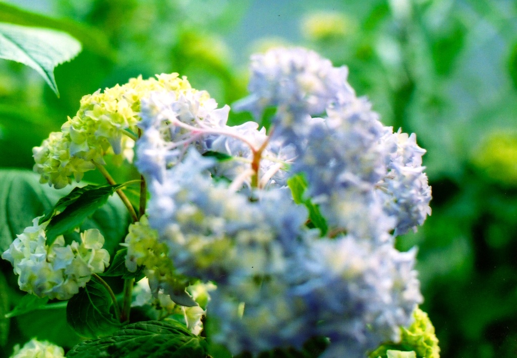 紫陽花