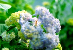 紫陽花
