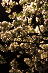 桜の影
