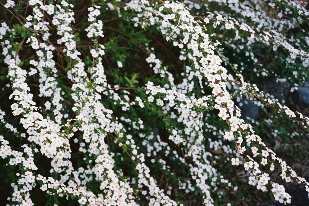 花の降り積む枝