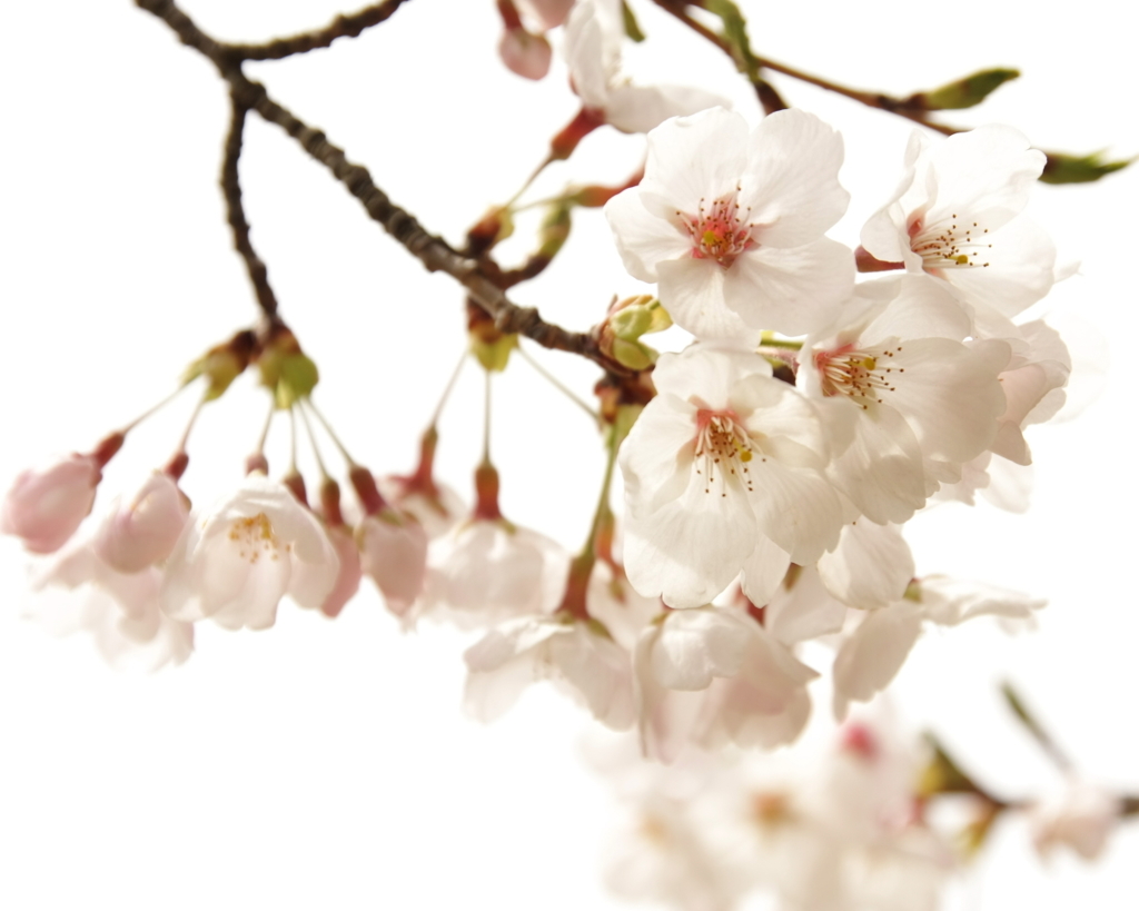 白桜