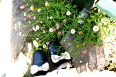 野の花