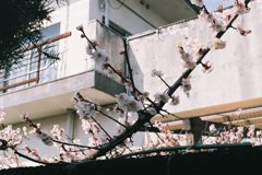 早春
