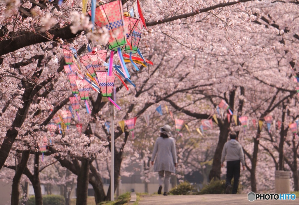 桜道