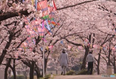 桜道