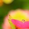 初しずく撮影