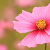 秋桜