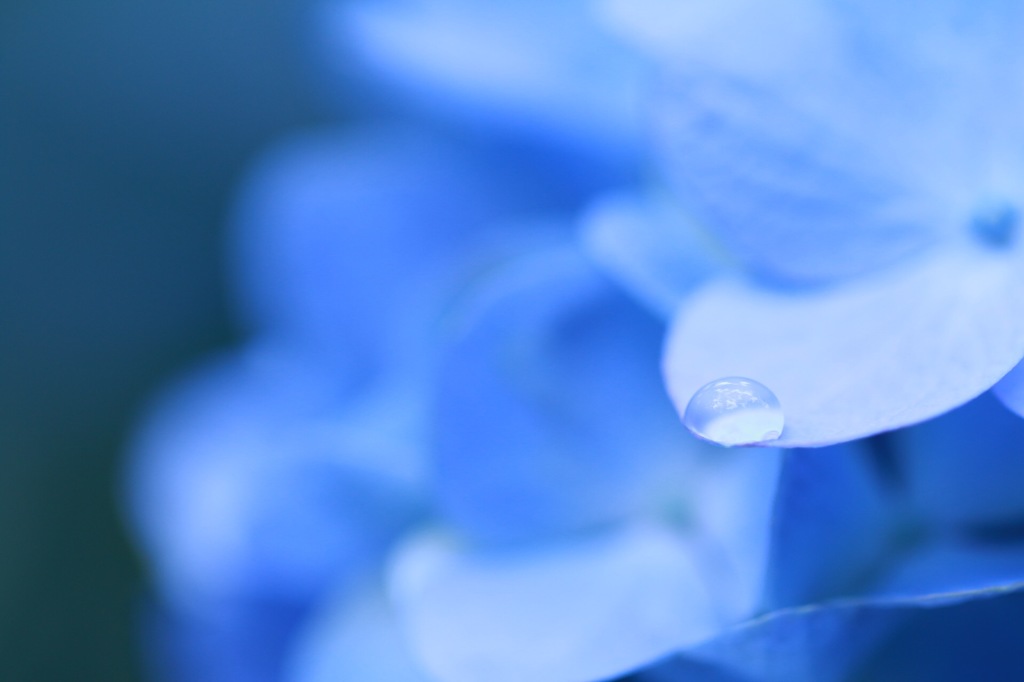 雨上がりの紫陽花