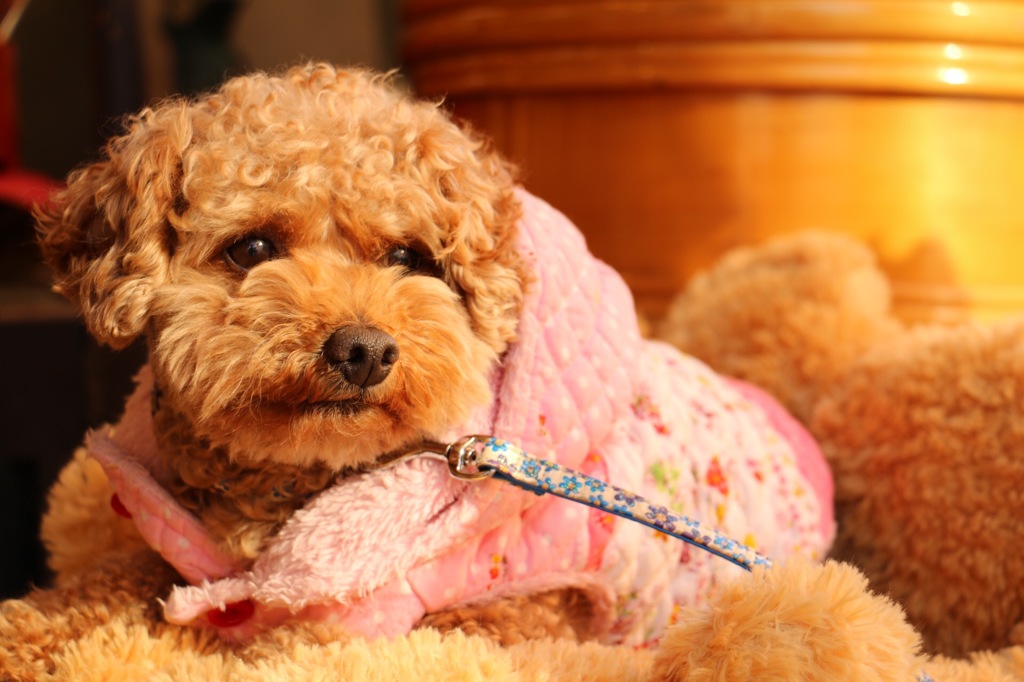 お店の看板犬