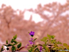 桜にも負けない存在感