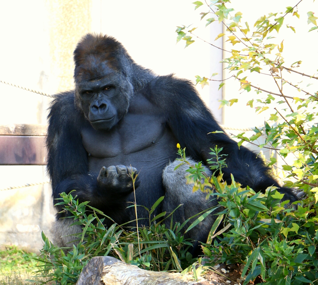 イケメンゴリラ