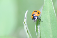 テントウムシの日向ぼっこ