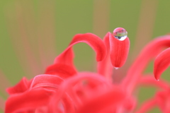 彼岸花と雫