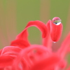 彼岸花と雫