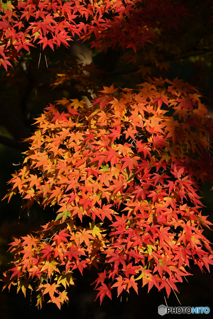 京都編　紅葉２
