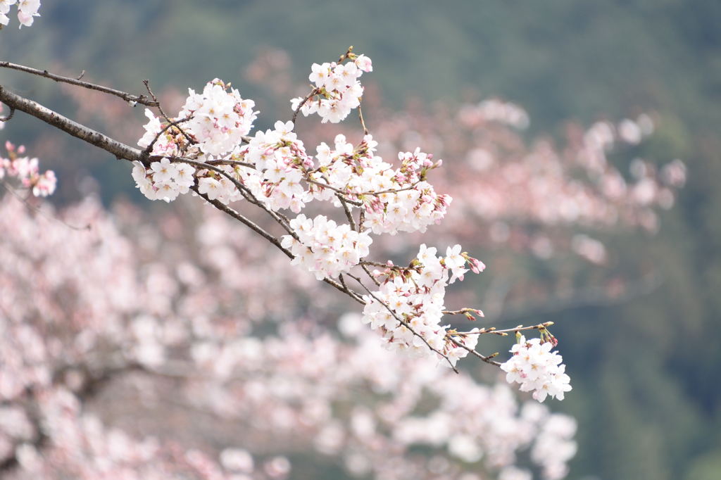 桜色