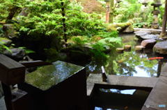 金沢偏　鯉の庭
