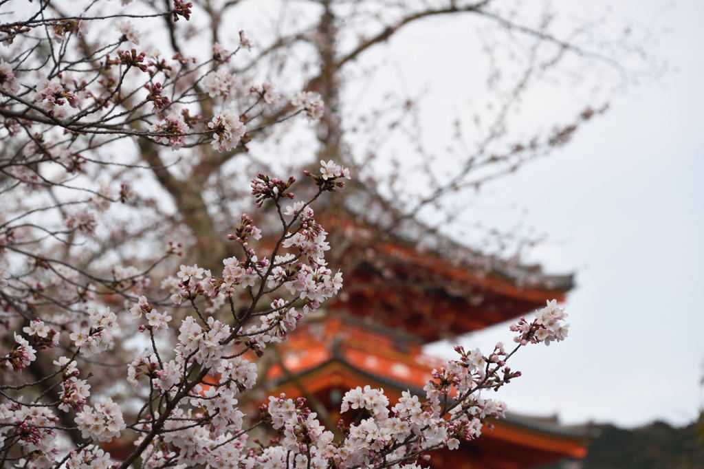 古都の桜