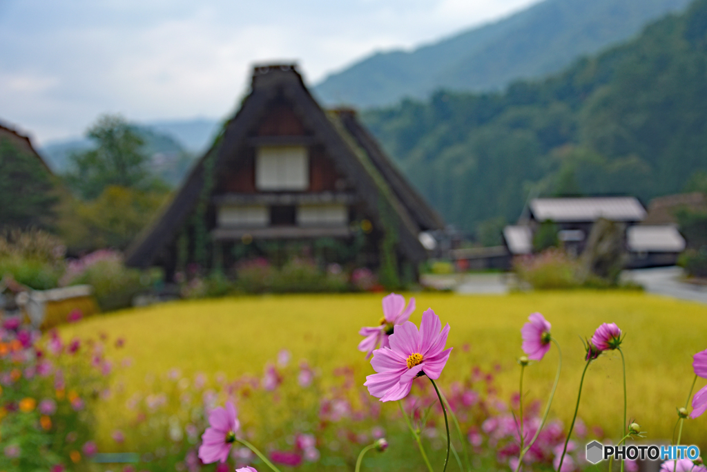 白川郷偏　秋桜と合掌