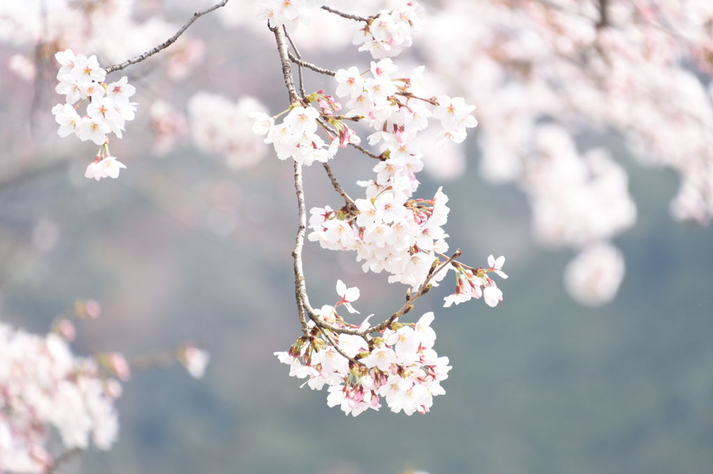 春爛漫
