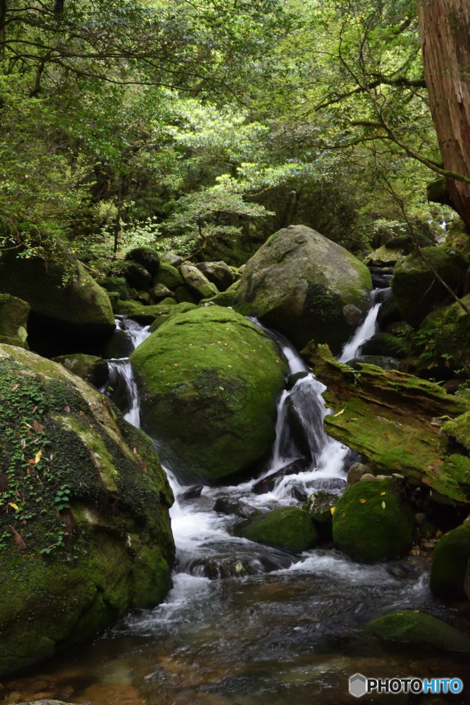 屋久島偏　苔岩