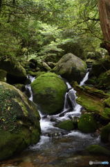 屋久島偏　苔岩