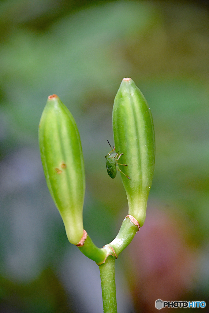 六甲高山植物園偏　虫
