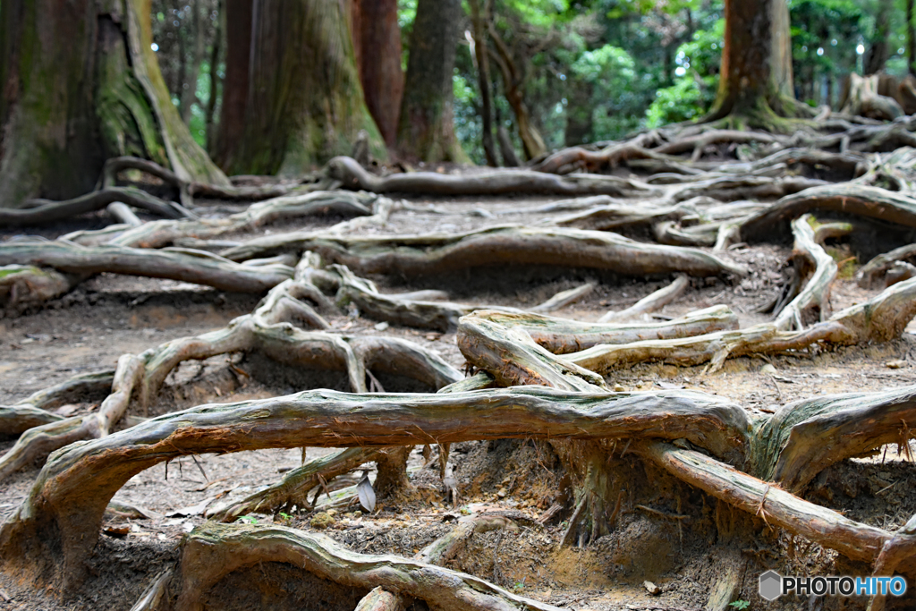 鞍馬寺偏　すごい根え