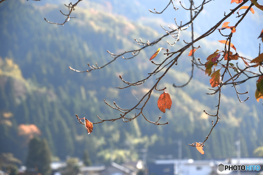 富山偏　落葉（らくよう）