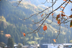 富山偏　落葉（らくよう）