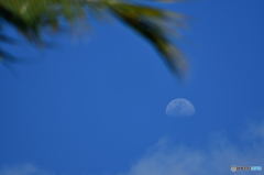 ハワイ偏　昼月