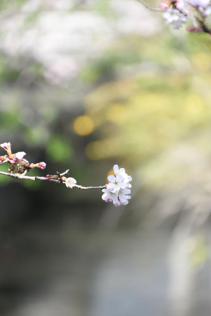 桜一輪