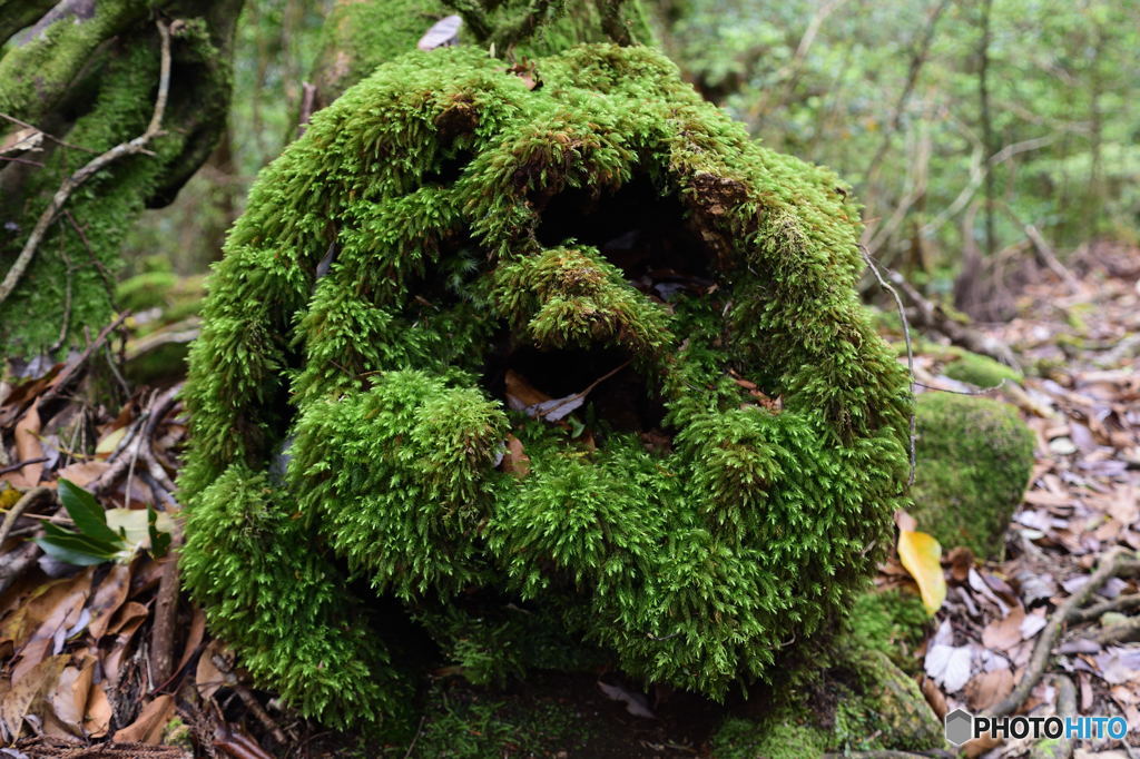 屋久島偏　なんかかわいい