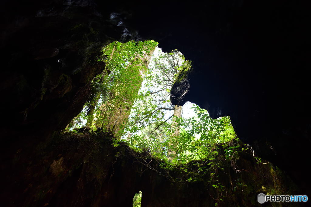 屋久島偏　ウイルソン株