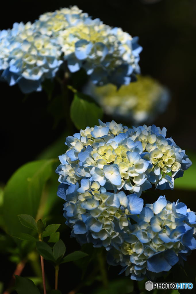 天龍寺の紫陽花