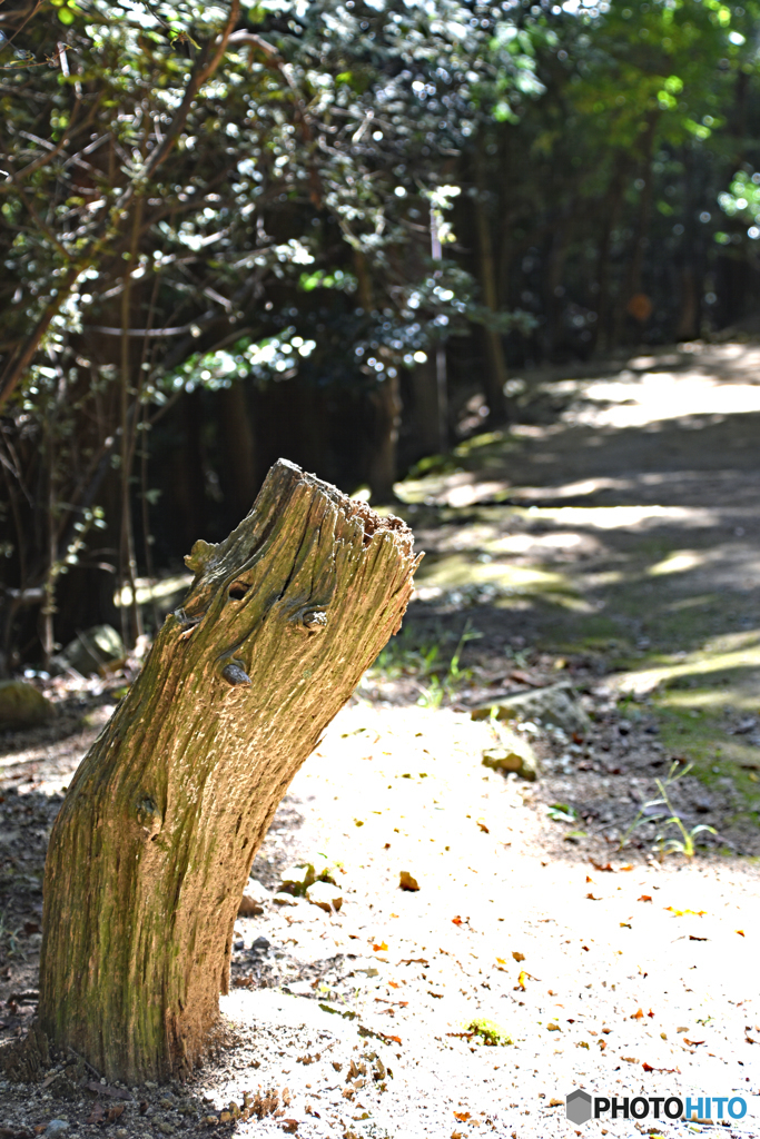 書写山偏　ひょいっ